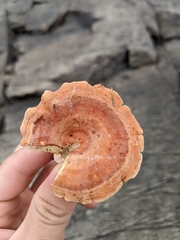 Lactifluus hygrophoroides