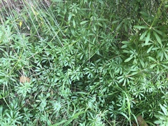 Galium aparine