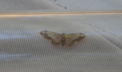 Idaea efflorata
