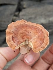 Lactifluus hygrophoroides