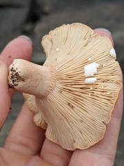 Lactifluus hygrophoroides