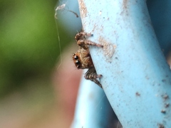 Plexippus paykulli