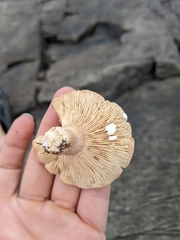 Lactifluus hygrophoroides