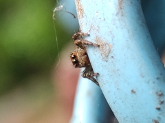 Plexippus paykulli