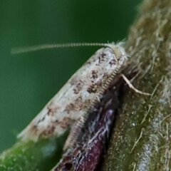 Phyllonorycter