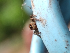 Plexippus paykulli