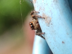 Plexippus paykulli
