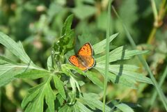 Lycaena dispar