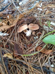 Lactifluus hygrophoroides