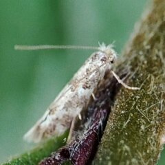 Phyllonorycter