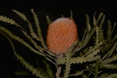 Banksia prionotes
