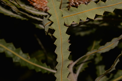 Banksia prionotes