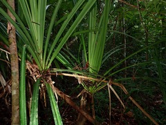 Pandanus