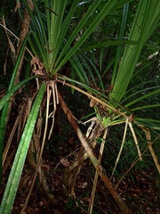 Pandanus