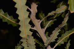 Banksia prionotes