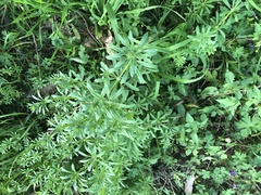 Galium aparine