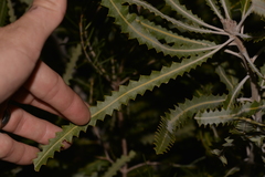 Banksia prionotes