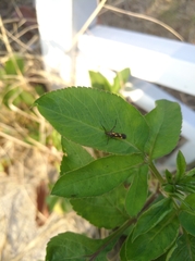 Eretmocera impactella