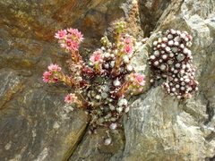 Sempervivum arachnoideum