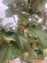 Tilia platyphyllos