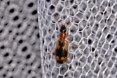 Anomotarus crudelis