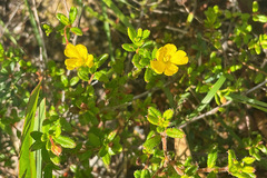Hibbertia empetrifolia