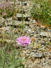 Scabiosa