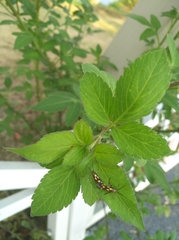 Eretmocera impactella