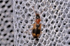 Anomotarus crudelis