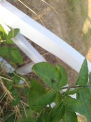 Eretmocera impactella