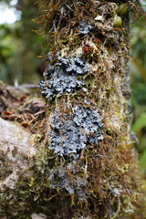 Lecanoromycetes