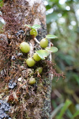 Bulbophyllum