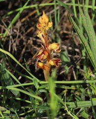 Orobanche gracilis