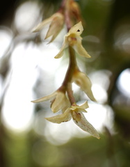 Bulbophyllum