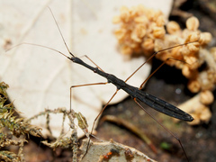 Hydrometra stagnorum