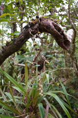 Bulbophyllum
