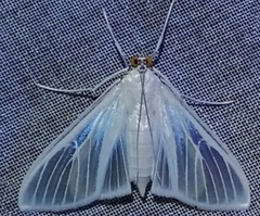 Palpita flegia