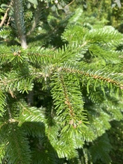 Abies nordmanniana