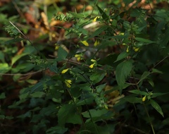 Melampyrum velebiticum