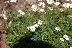 Melangyna viridiceps