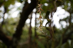 Bulbophyllum