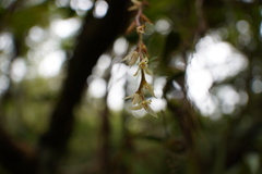 Bulbophyllum