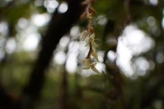 Bulbophyllum