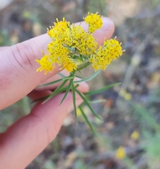 Galatella biflora