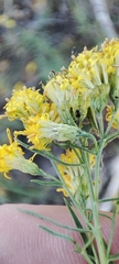 Galatella biflora