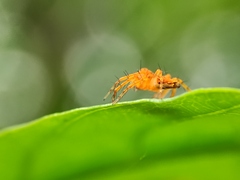 Hamadruas hieroglyphica