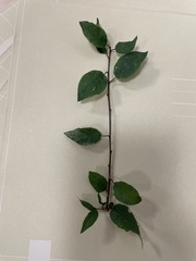 Prunus spinosa