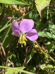 Rhexia virginica