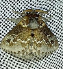 Megalopyginae