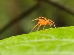 Hamadruas hieroglyphica